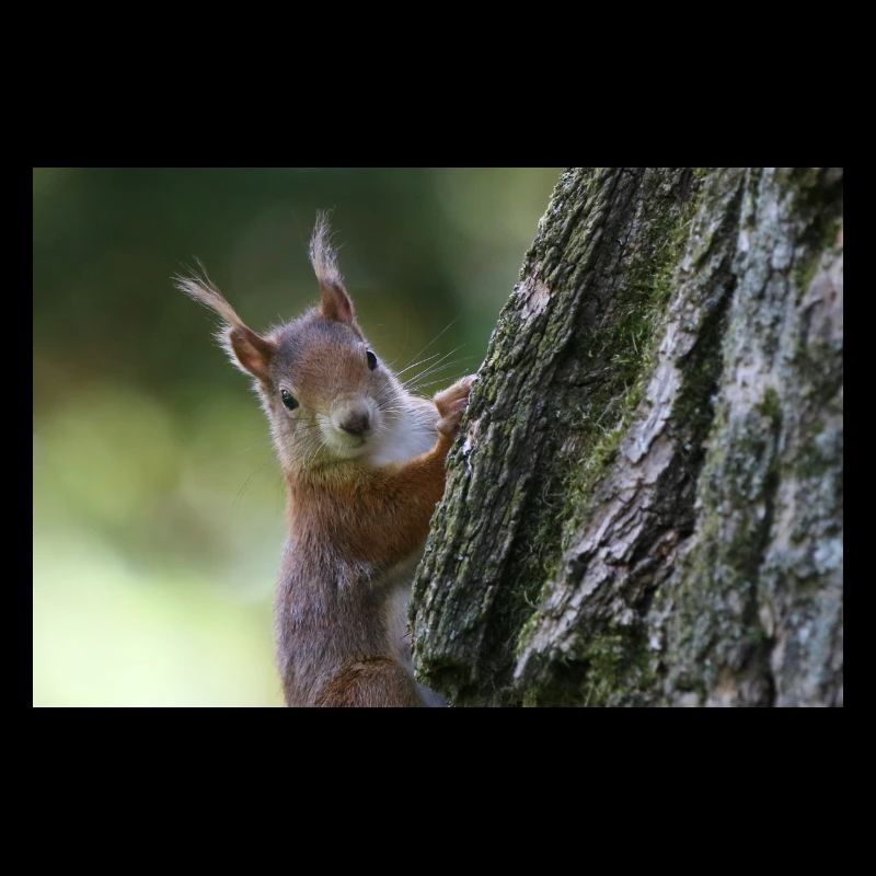 Eichhörnchen,Isibat