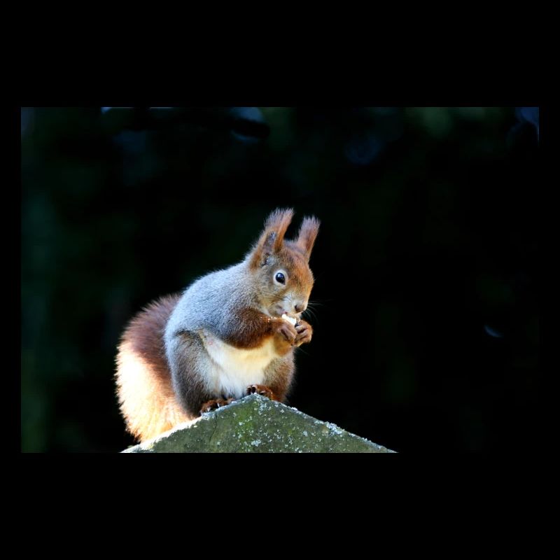 Eichhörnchen, Isibat