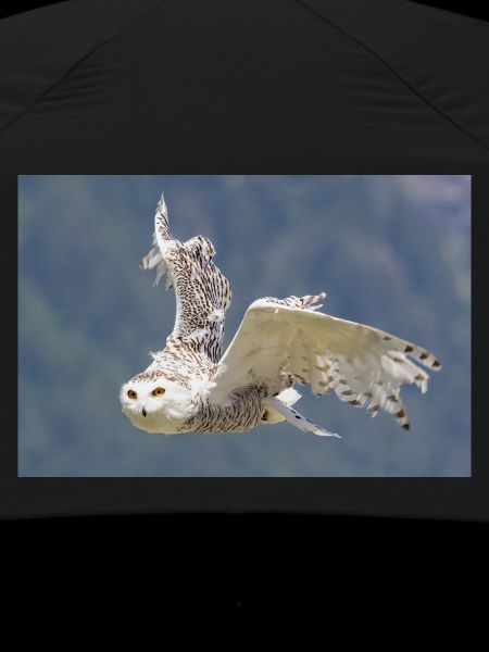 Snowy owl