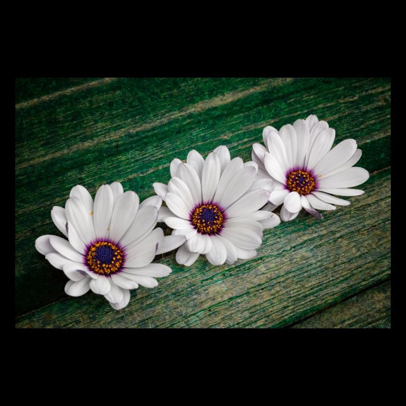 Afrikanische Gaensebluemchen