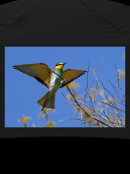 Bee-eater