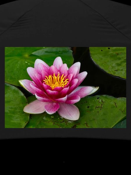 Water lily