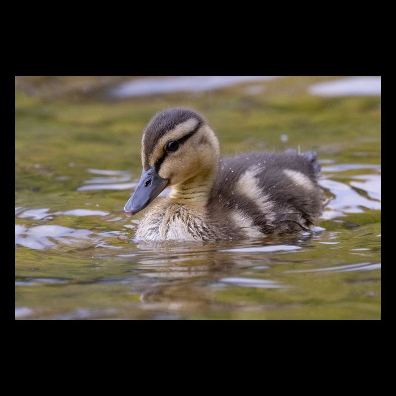 Duck chicks