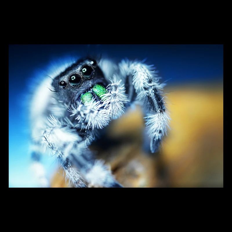 Springspinne, Phidippus regius,jumping spider