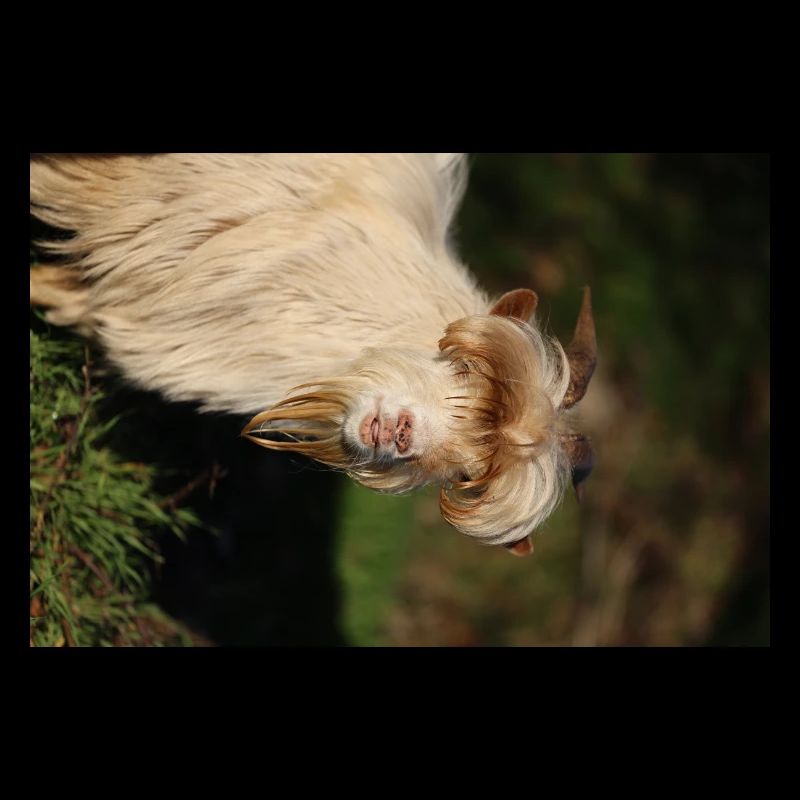 Wild Goat