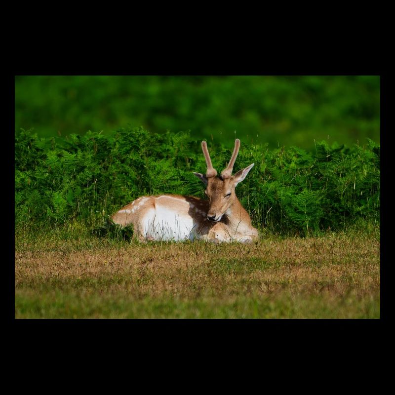 Fallow 1