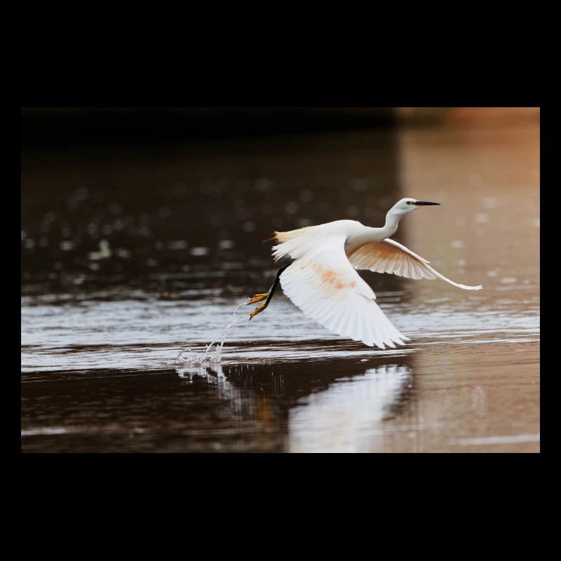 Little Egret 8