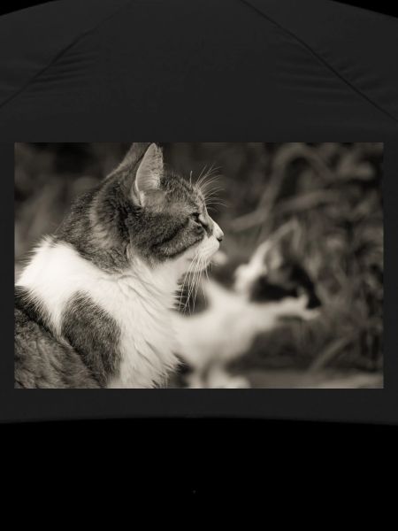 Portrait of cats