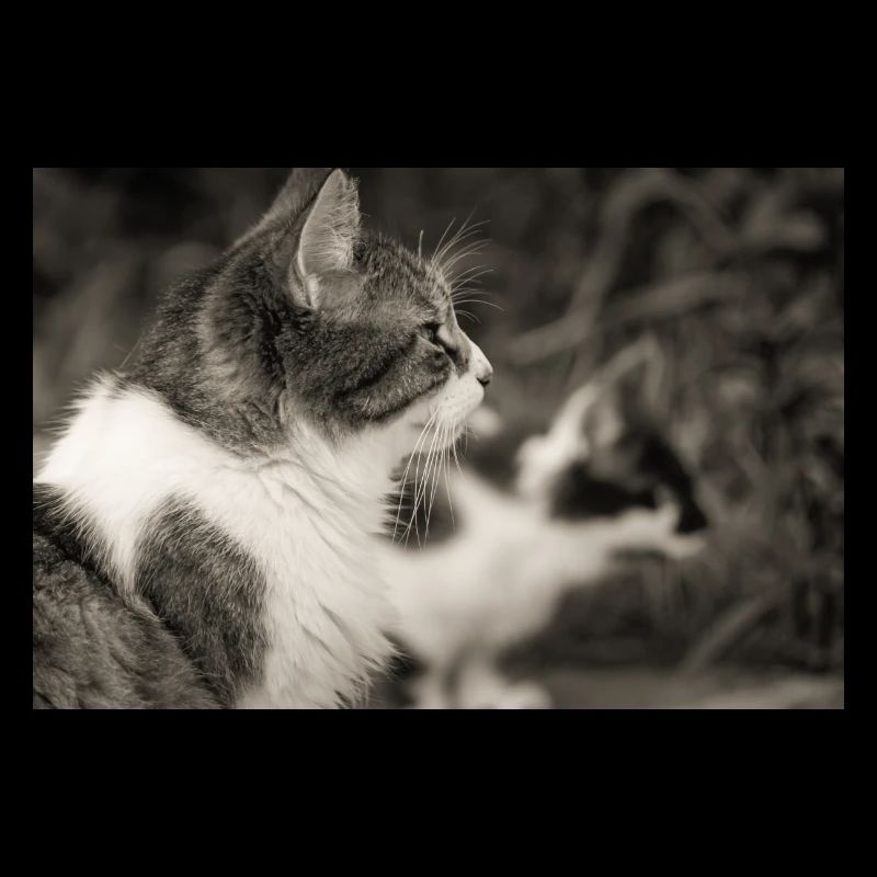 portrait de chats