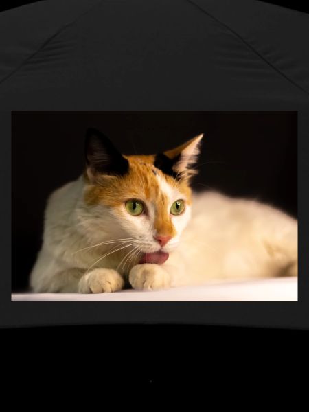 The cat