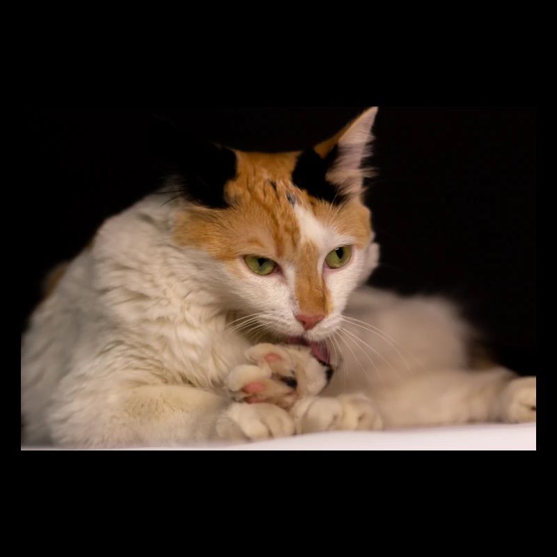 Die Katze