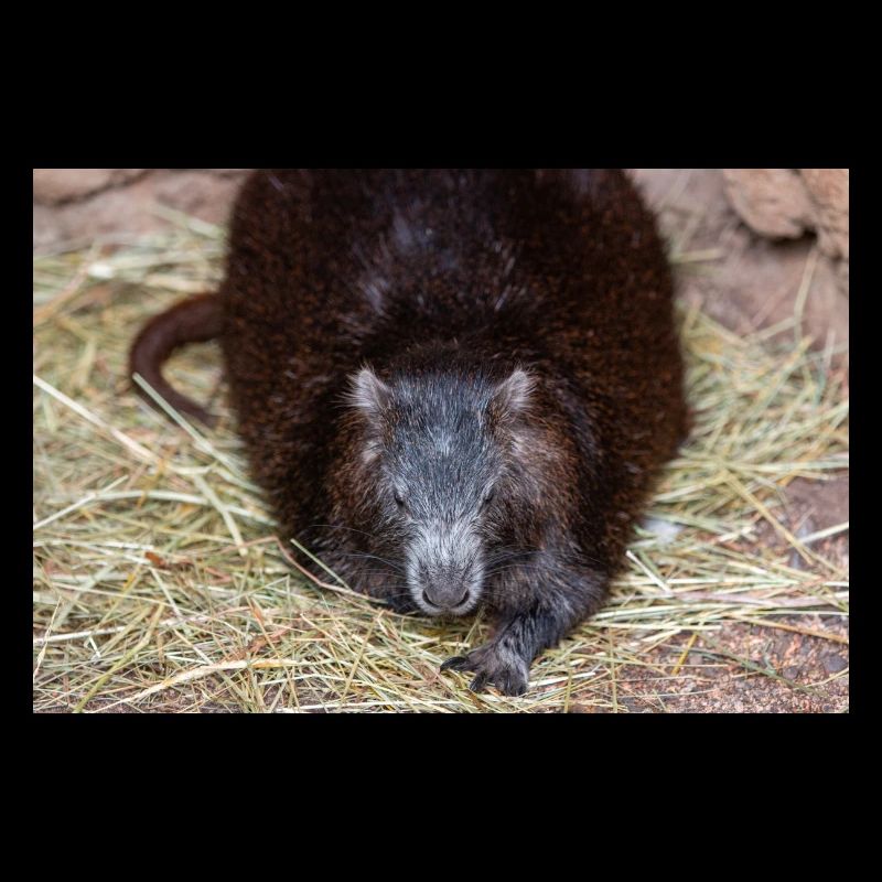 Cuban hutia also hutia-conga also Desmarest's huti