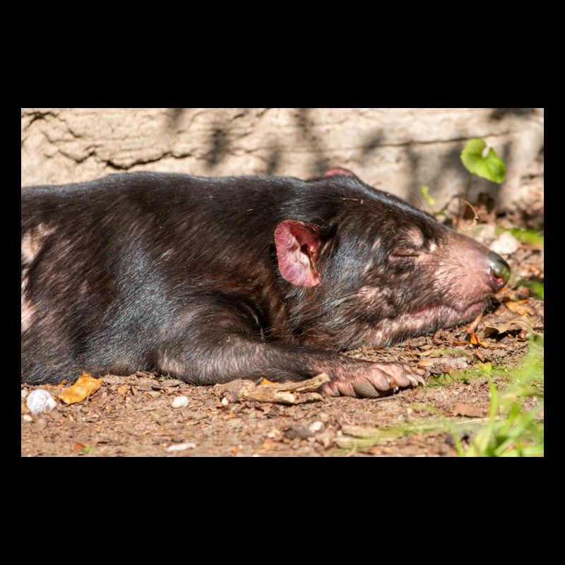 Tasmanian Devil (in german Beutelteufel)