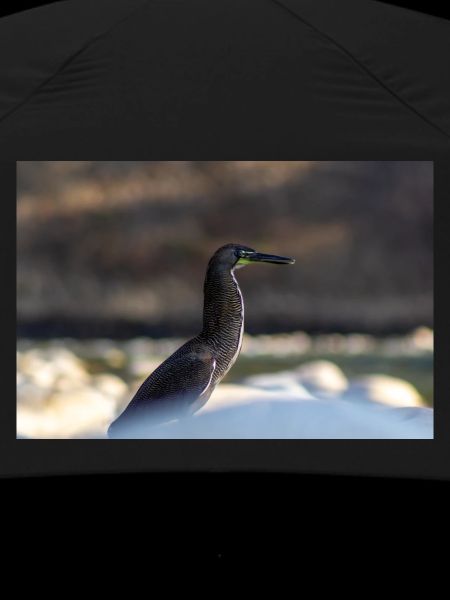 The Heron