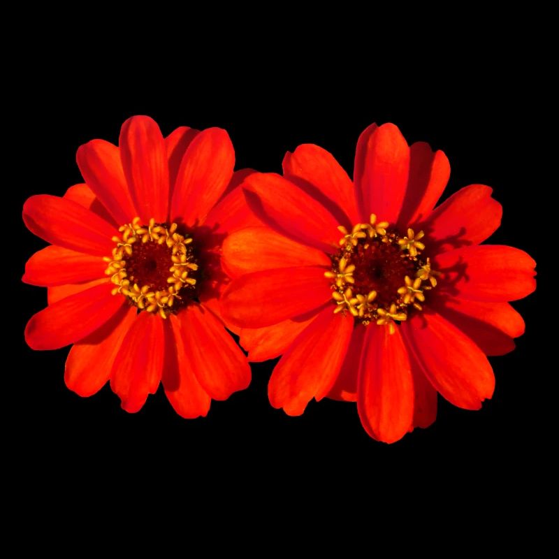 belles fleurs rouges, fleurs, nature