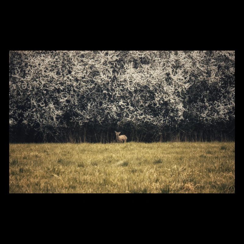 Young deer
