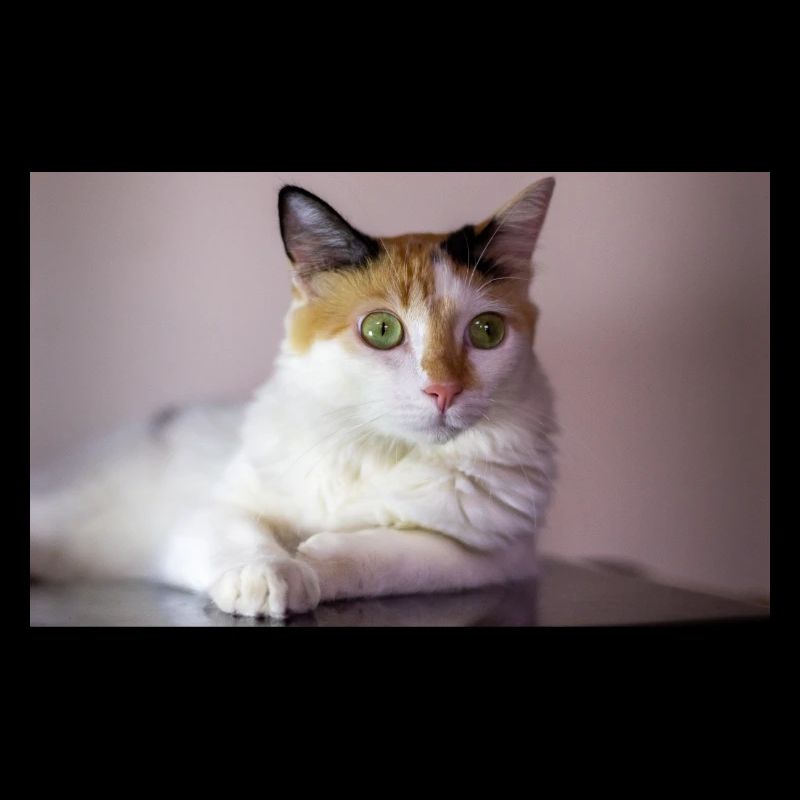 le chat au doux regard