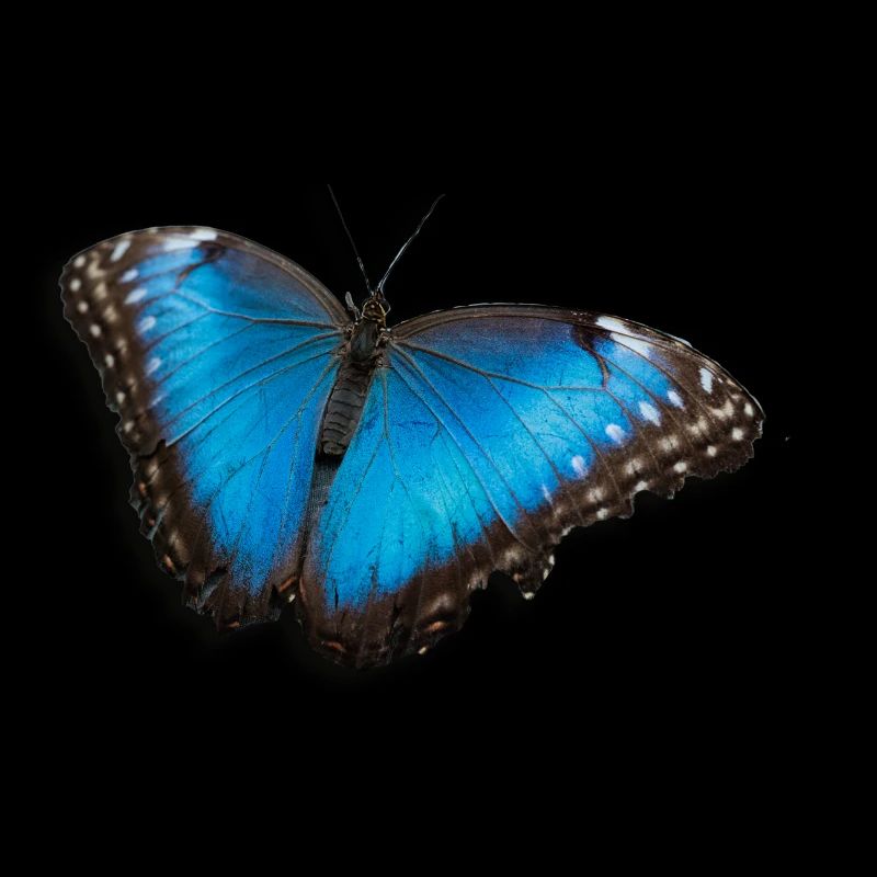 butterfly