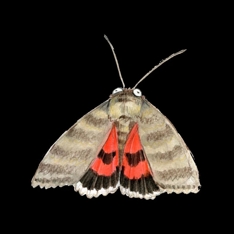 Dessous des ailes rouge