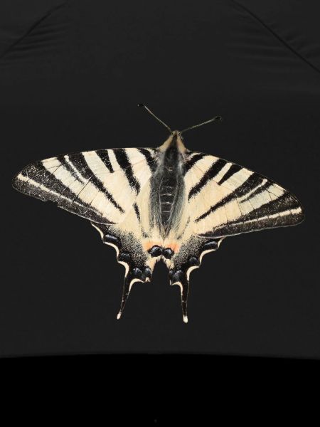Papillon rare