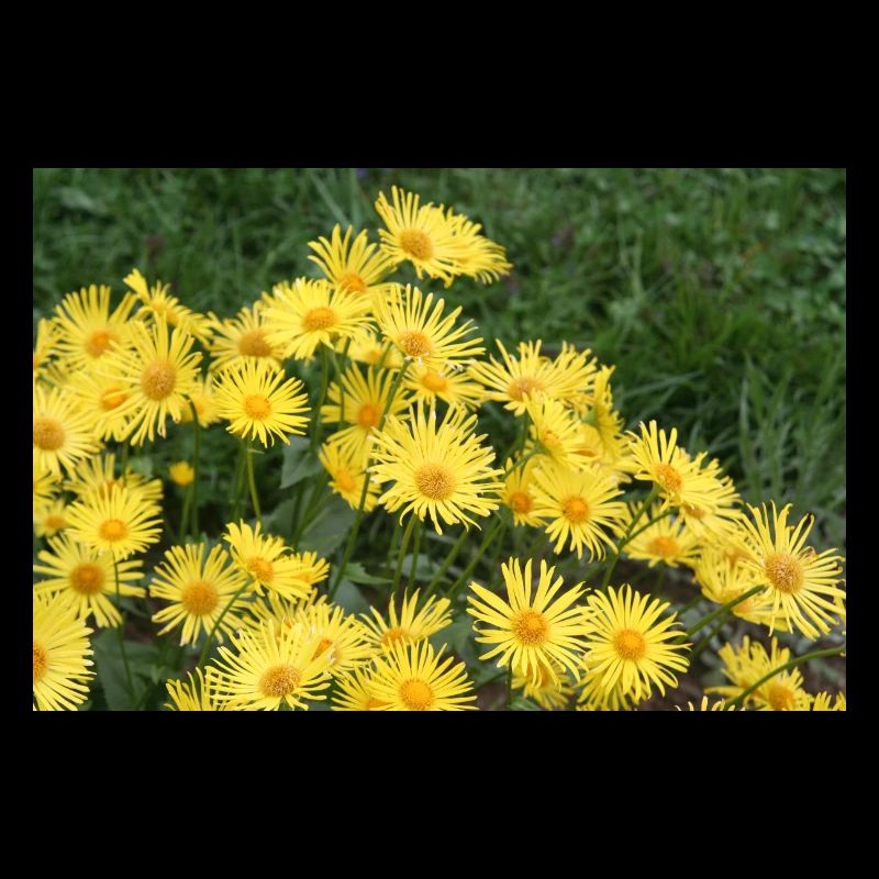Flowers gem root yellow