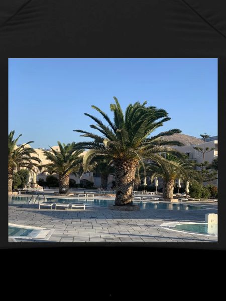 Palm tree