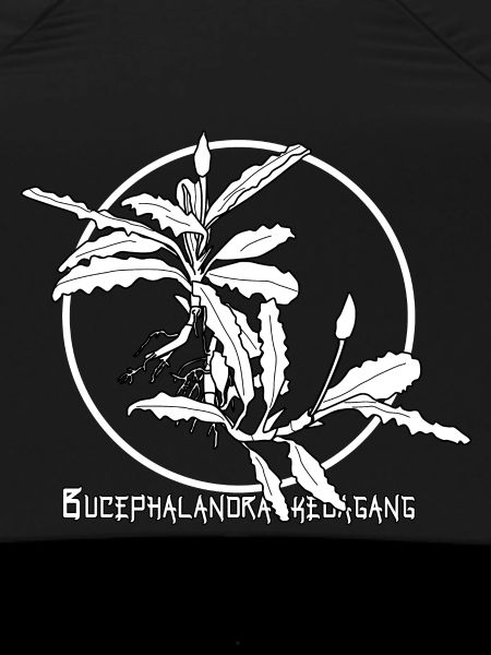 Bucephalandra kedagang
