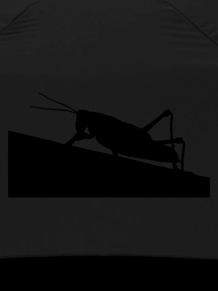 grasshopper
