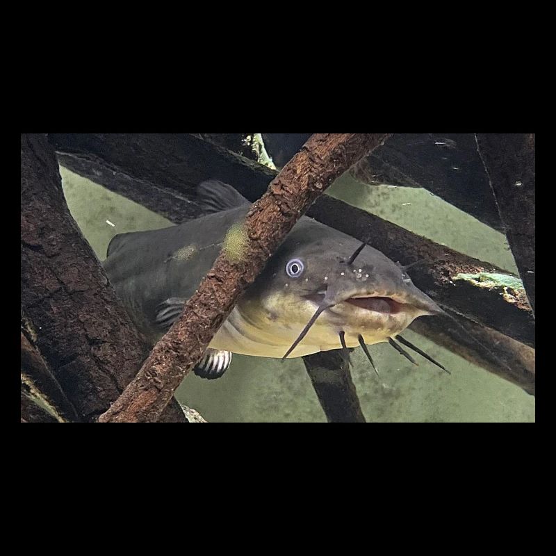 poisson chat aeiurus melas siluriforme xl