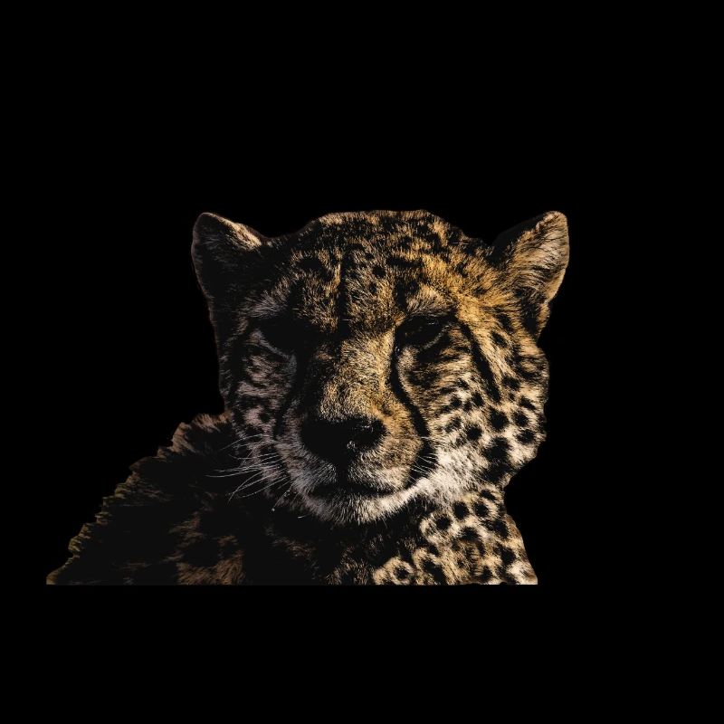 GEPARD