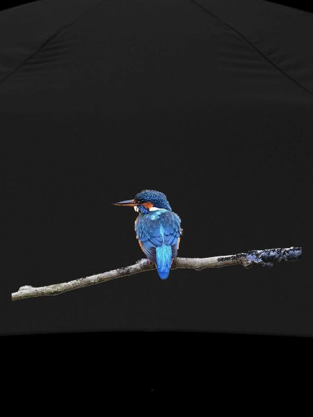 KINGFISHER BIRD