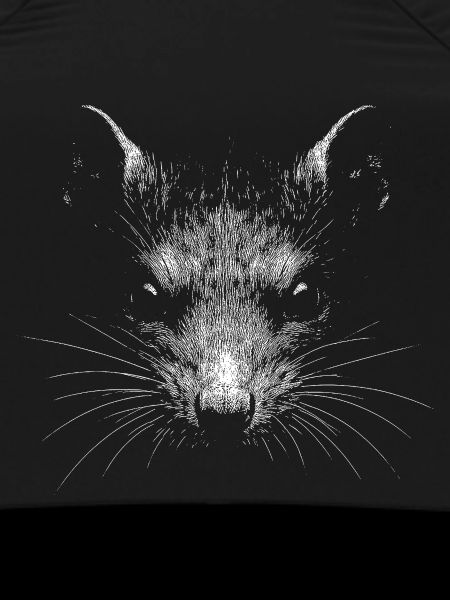 Rat