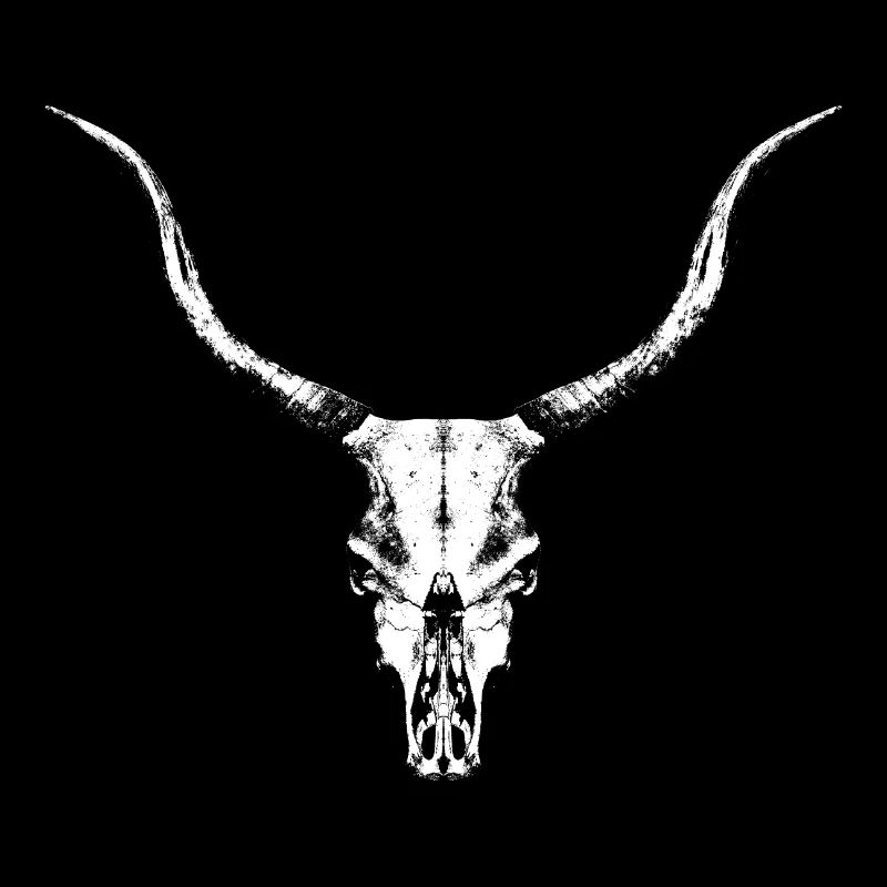 Cattle skull / bovine head / bone skull / bull