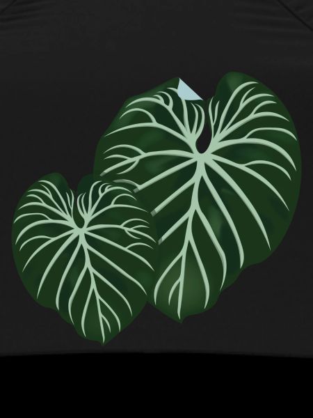 Philodendron Gloriosum