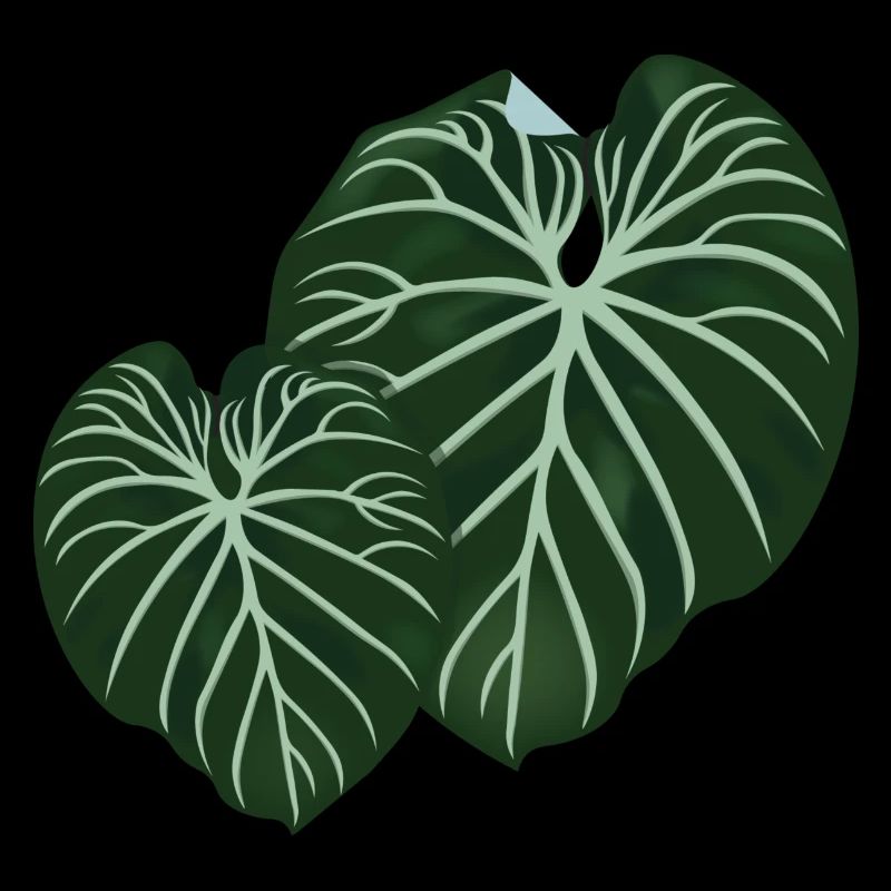 Philodendron Gloriosum