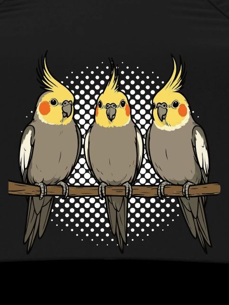 Calopsitte Calopsitte Calopsitte Oiseau calopsitte