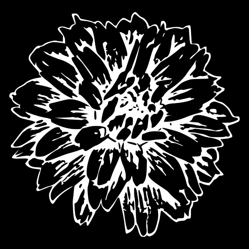Fleur Blanche Fleurs Blanches Fleurs Blanches Fleurs Blanches