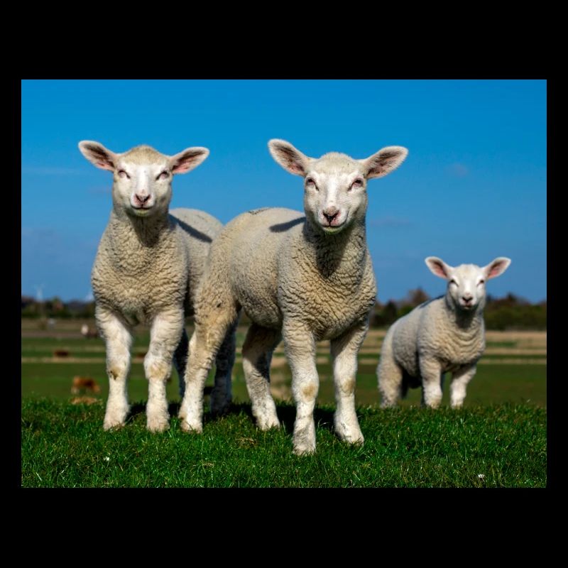 lambs in the pasture