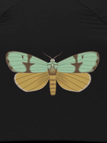 Butterfly 115