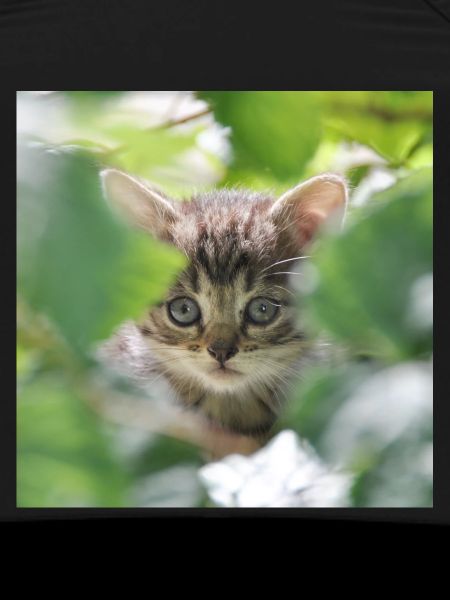 Shy but curious kitten