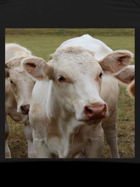 Cow Poster