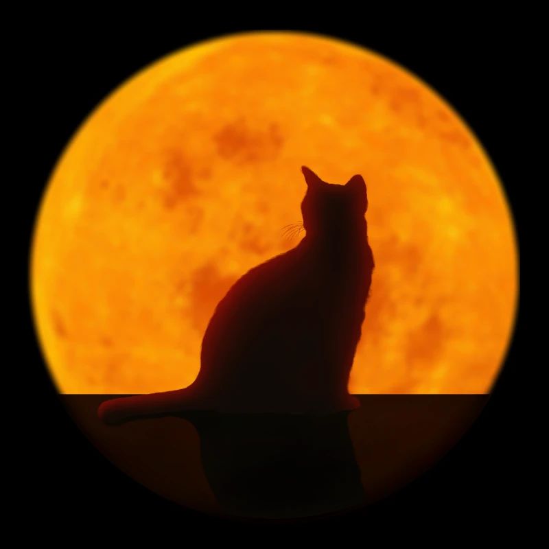 Katze