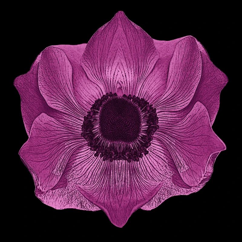 muttertagsgeschenk blumen, anemone