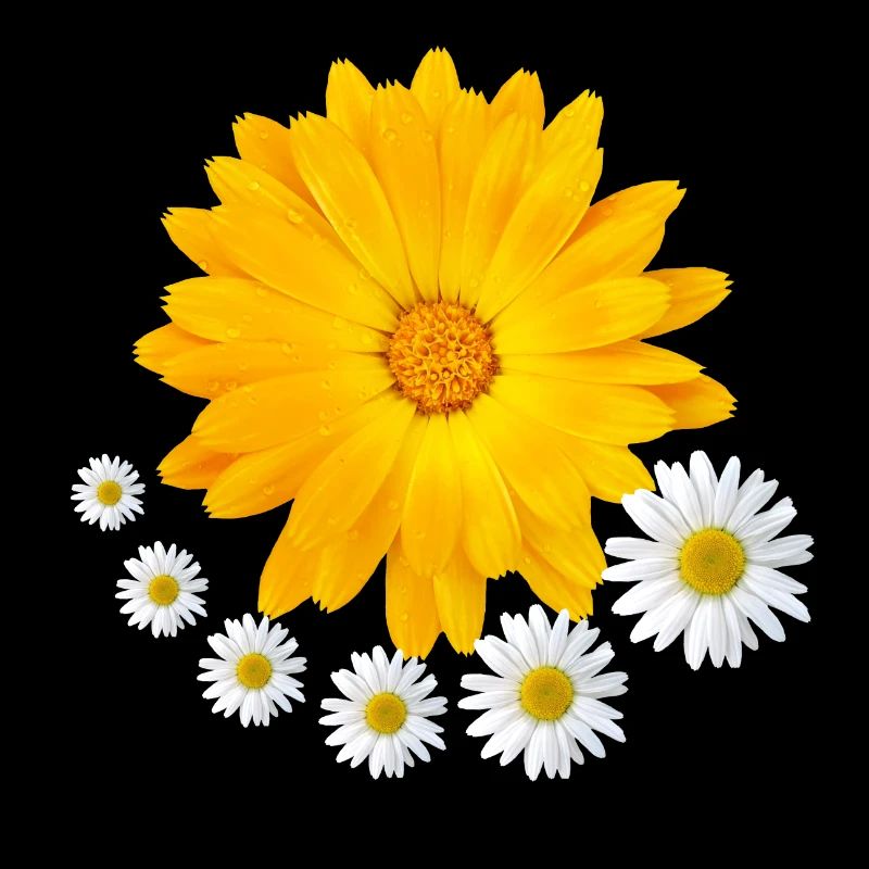 fleur orange souci fleur de marguerite fleur florale