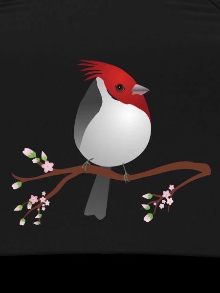 Cute red-crested cardinal