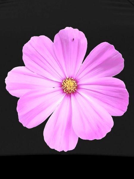 Blume