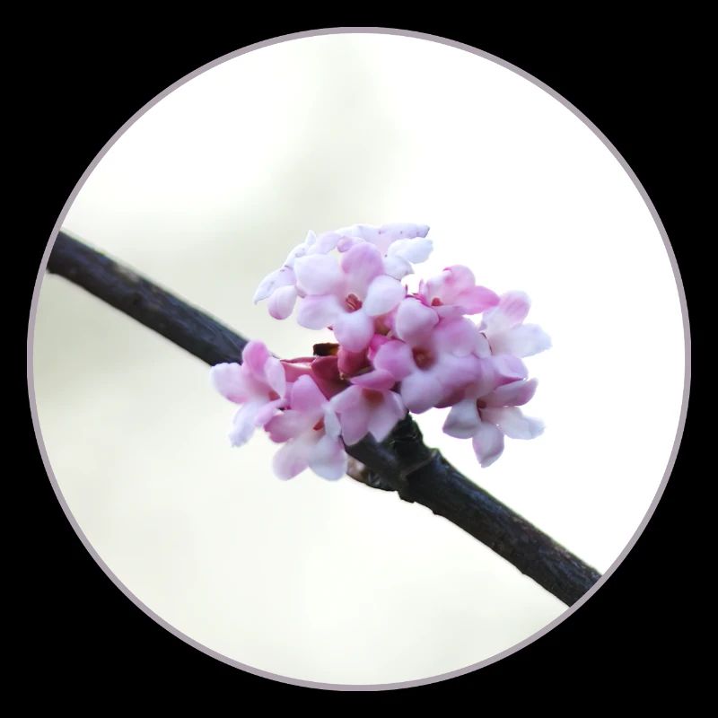 Fleur rose et blanche délicate, fleur blanche