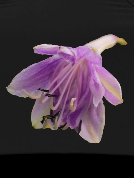 Macro_Purple_Hosta_Bloom