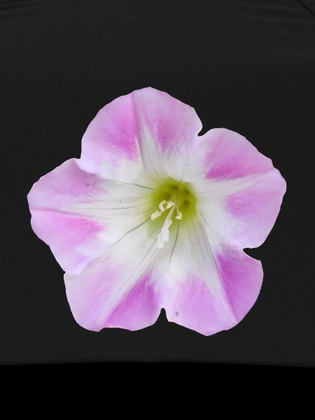 Pink_Field_Bindweed_Morning_Glory_Flower
