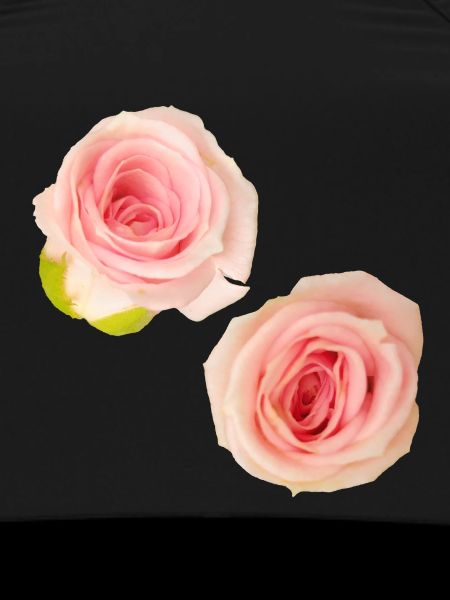 Isolated_Soft_Pink_Rose_Buds_Macro_Photography